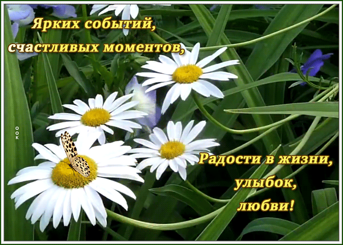 Открытка картинка с пожеланиями с ромашками