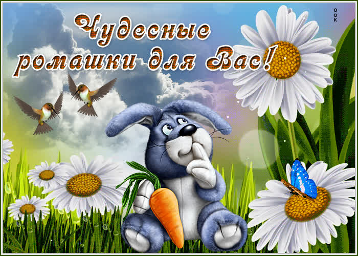 Картинка картинка с ромашками