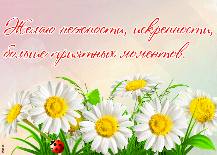 Открытка картинка с ромашками с пожеланиями