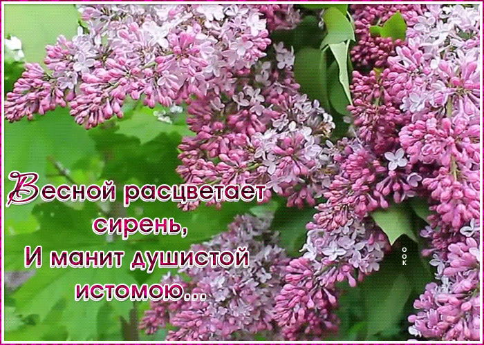 Открытка картинка с весной с сиренью
