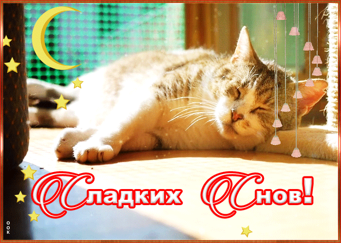 Открытка картинка сладких снов с котиком