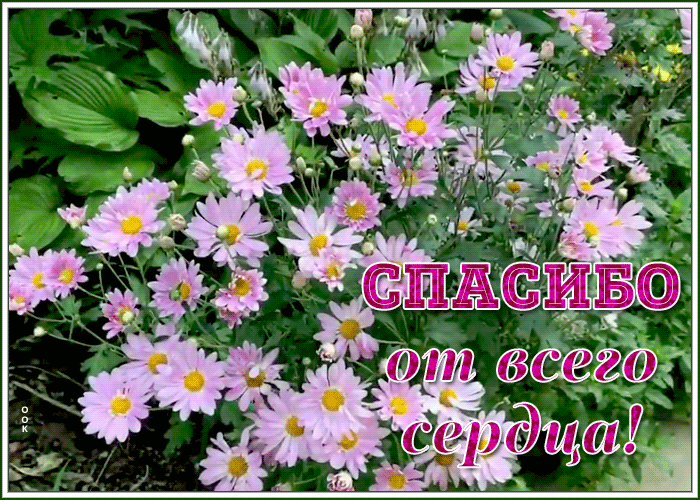 Картинка картинка спасибо от всего сердца