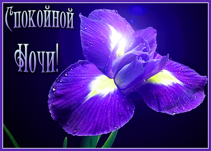 Открытка картинка спокойной ночи с ирисом