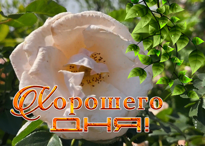 Postcard картинка хорошего дня с кремовой розой