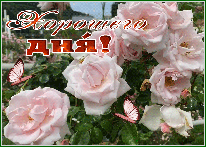 Picture картинка хорошего дня с прекрасным розовым кустом
