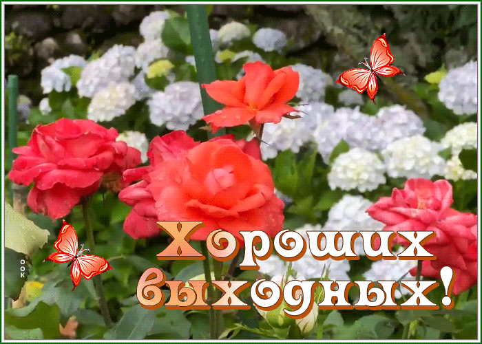 Picture картинка хороших выходных с чудесными цветами