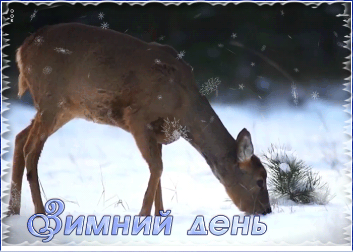 Картинка картинка зимний день
