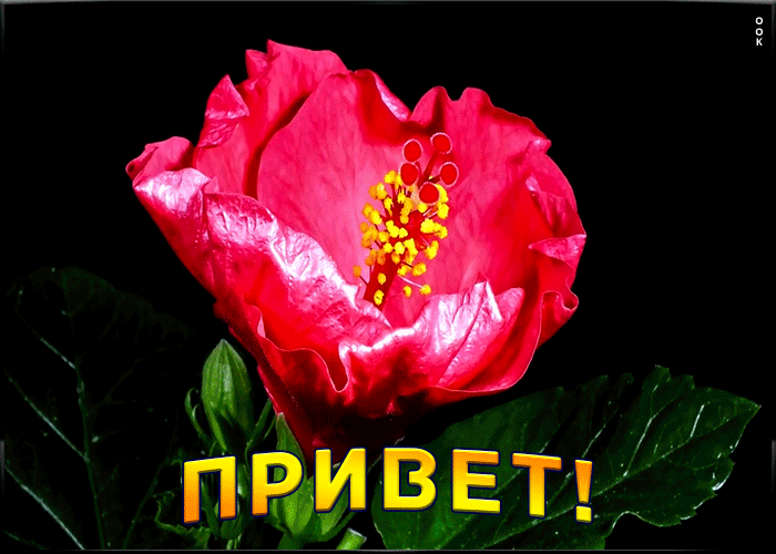 Картинка красивая анимация с приветом