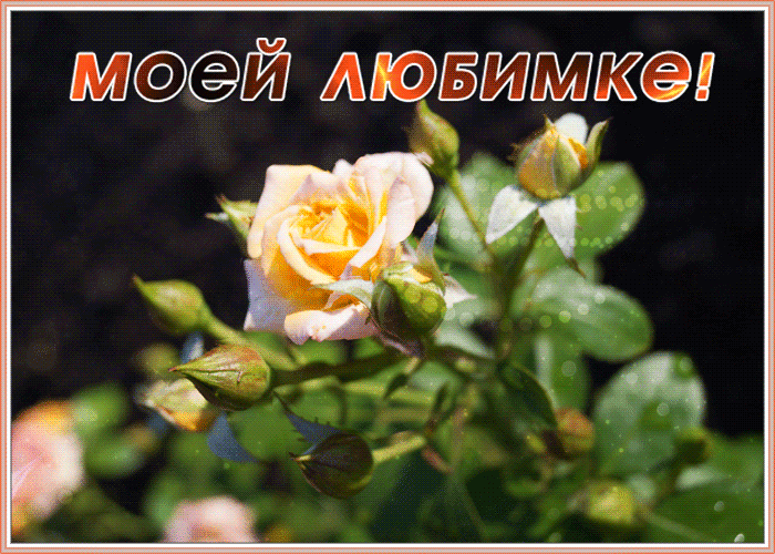 Открытка красивая картинка для девушки с цветами