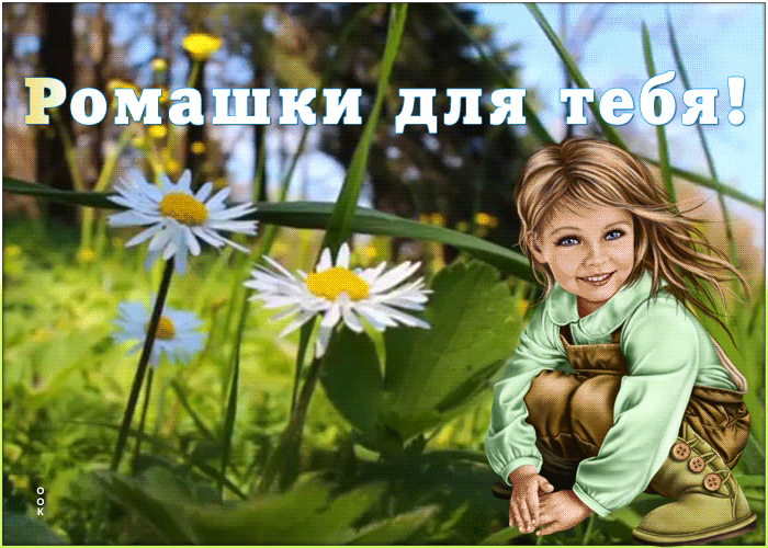 Картинка красивая открытка с ромашками
