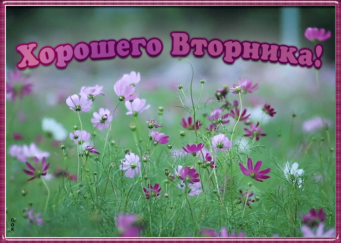 Открытка красивая открытка с вторником