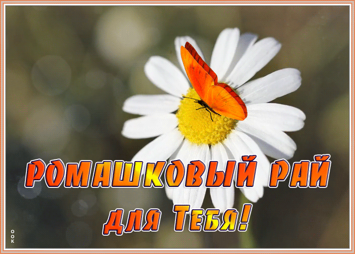 Открытка креативная картинка с ромашками