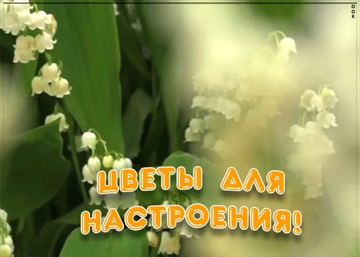 Открытка ландыши для настроения