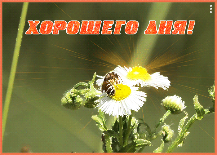 Картинка милая открытка хорошего дня