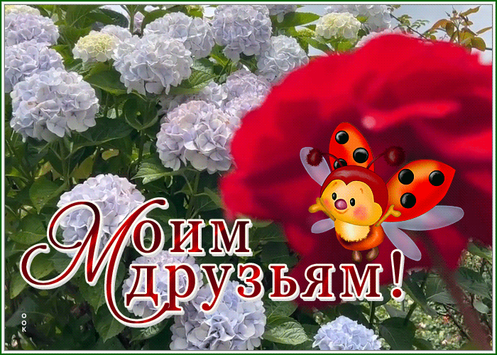 Picture милая открытка моим друзьям, с божьей коровкой