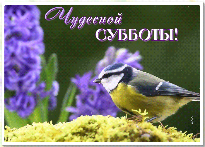 Picture миловидная гиф-открытка, желает чудесной субботы