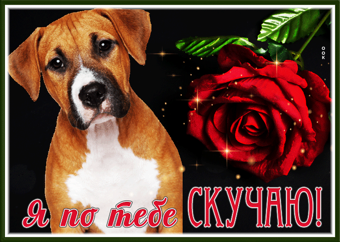 Picture необычная открытка я по тебе скучаю с розой и песиком
