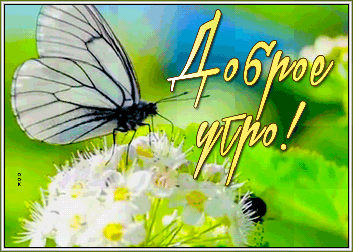 Картинка нежная открытка доброе утро