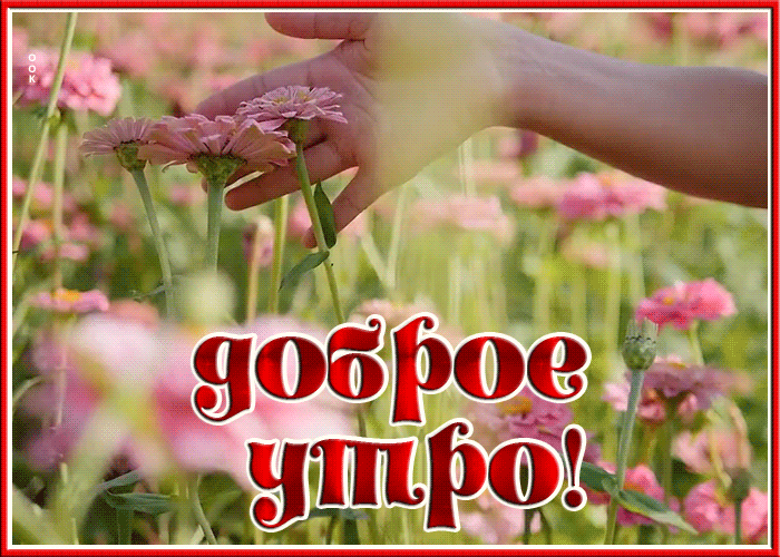 Picture нежная открытка доброе утро с живыми цветами