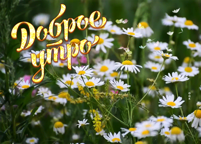 Postcard очаровательная открытка доброе утро с ромашками