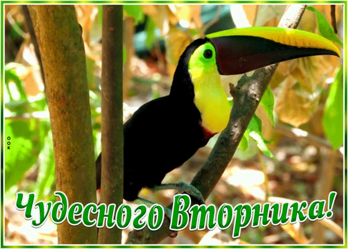 Открытка оригинальная открытка с вторником