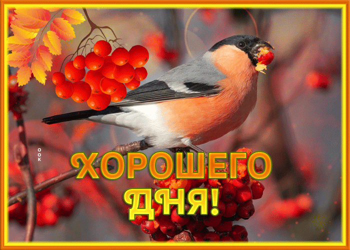 Картинка осенняя открытка хорошего дня со снегирем