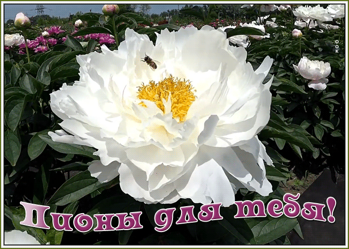 Открытка открытка белый пион