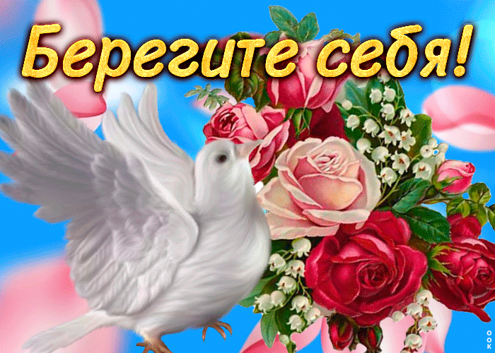 Picture открытка берегите себя с голубем
