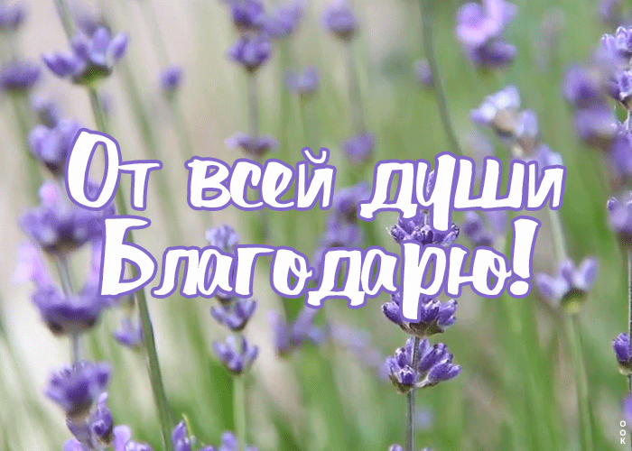 Картинка открытка благодарю за всё