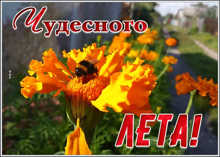 Картинка открытка чудесного лета