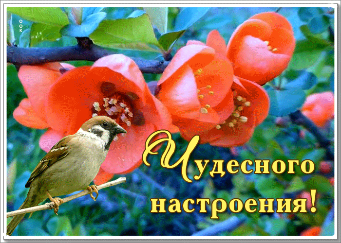 Открытка открытка чудесного настроения