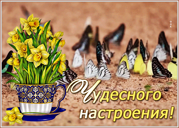 Postcard открытка чудесного настроения с нарциссами и бабочками