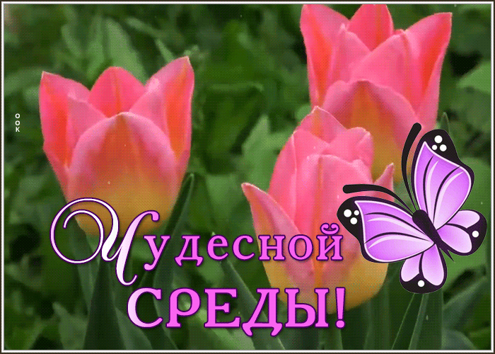 Postcard открытка чудесной среды со свежими тюльпанами