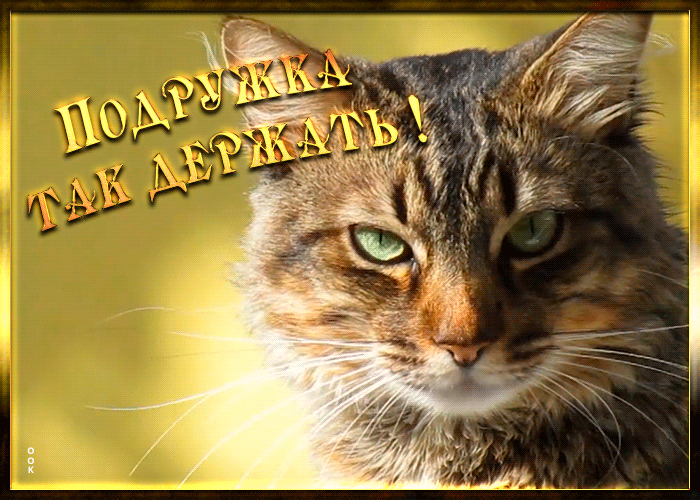 Открытка открытка для подружки с котиком