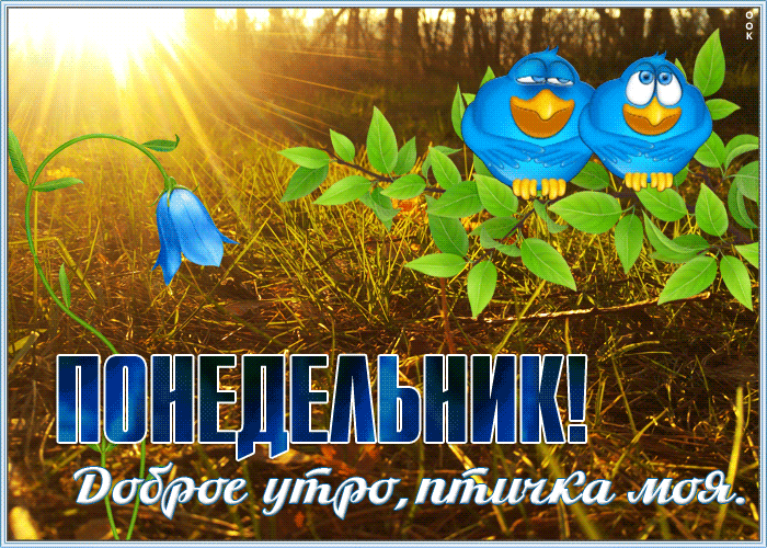 Открытка открытка доброе утро понедельника