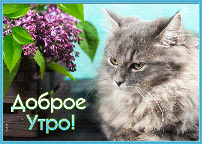 Picture открытка доброе утро с чудным котиком и сиренью