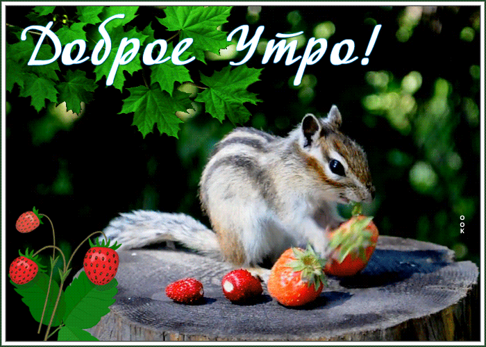 Открытка открытка доброе утро с клубникой