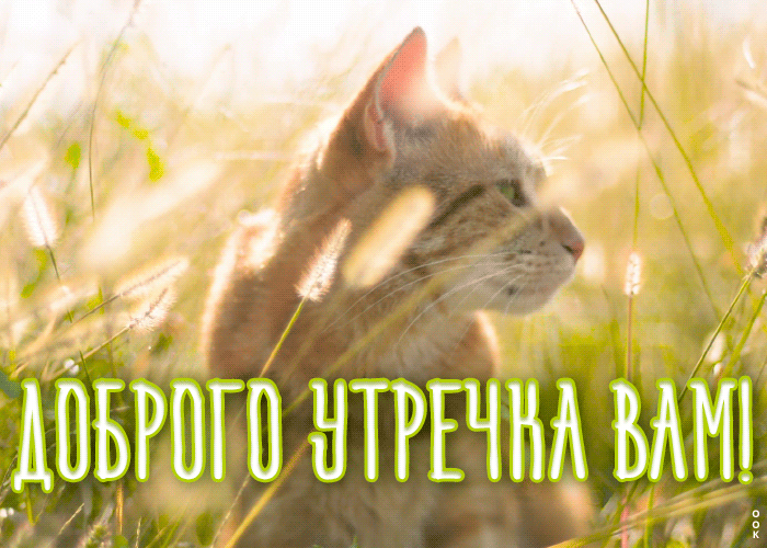 Открытка открытка доброе утро с котиком