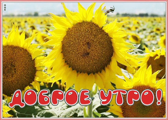 Открытка открытка доброе утро с подсолнухами
