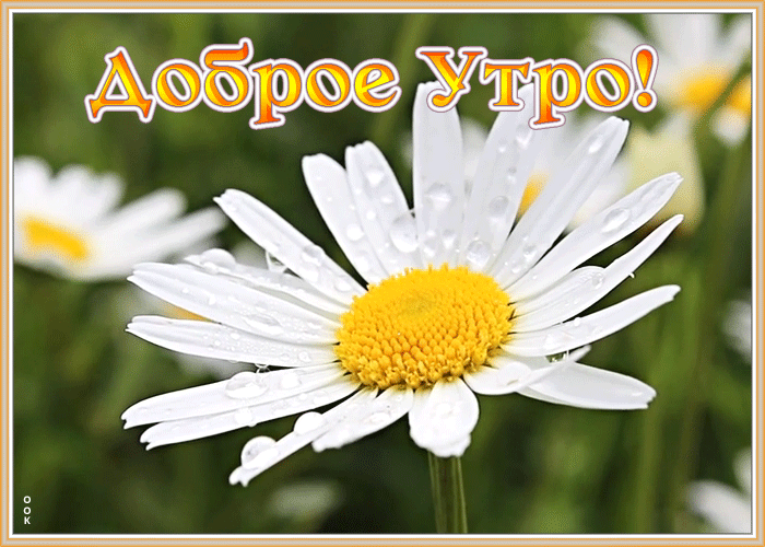 Открытка открытка доброе утро с ромашкой