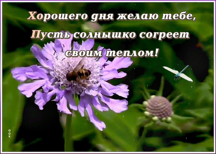 Открытка открытка хорошего дня с добрыми пожеланиями