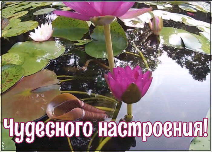 Картинка открытка хорошего настроения сегодня и всегда
