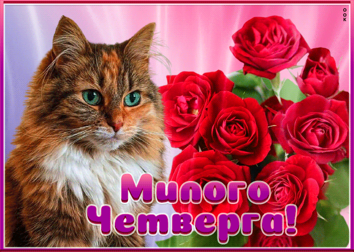 Postcard открытка милого четверга с котиком