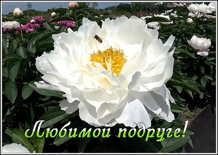 Открытка открытка милой подруге