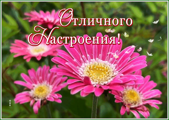 Picture открытка отличного настроения с розовыми герберами