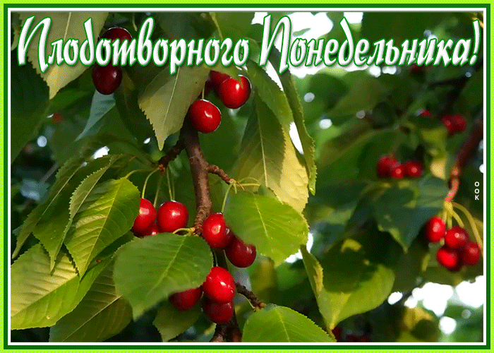 Открытка открытка плодотворного понедельника