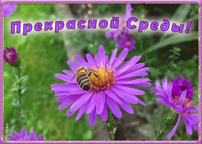 Открытка открытка прекрасной среды