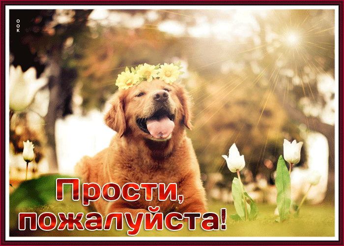 Picture открытка прости, пожалуйста, с ретривером