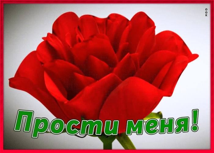 Картинка открытка прости с цветами