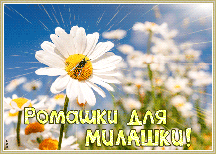 Открытка открытка ромашки для милашки